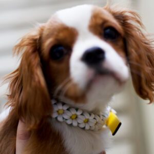 Flower Power Collar / Small / White/ Yellow/ Green - Image 2