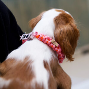 Flower Power Collar / Small / Pink / Orange